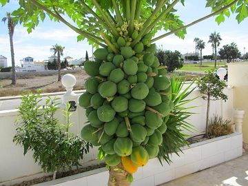 Villa, Los Altos, Torrevieja